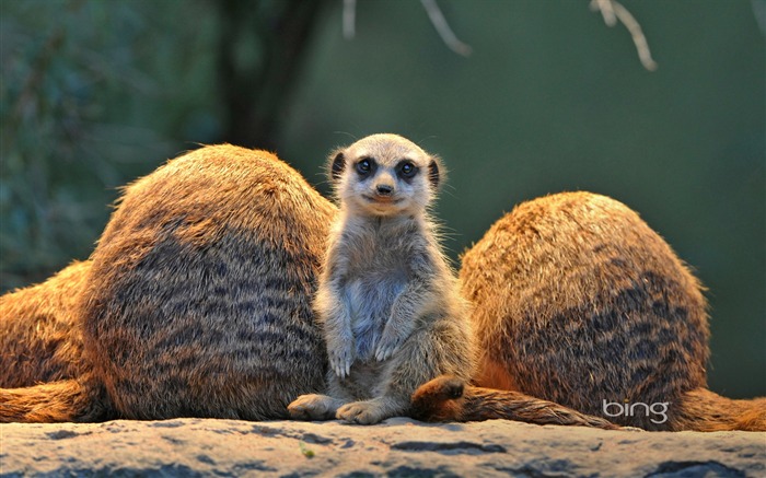 Meerkat-2013 Bing theme fondo de pantalla panorámica Vistas:10487