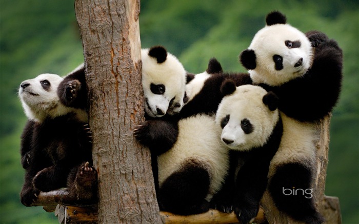 Panda family-2013 Bing theme widescreen fondo de pantalla Vistas:24169