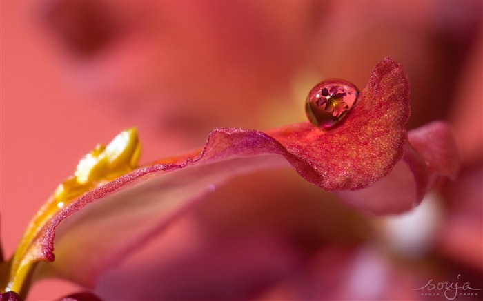 Pétales avec des gouttes d'eau macro-fleurs photographie fond d'écran Vues:10031