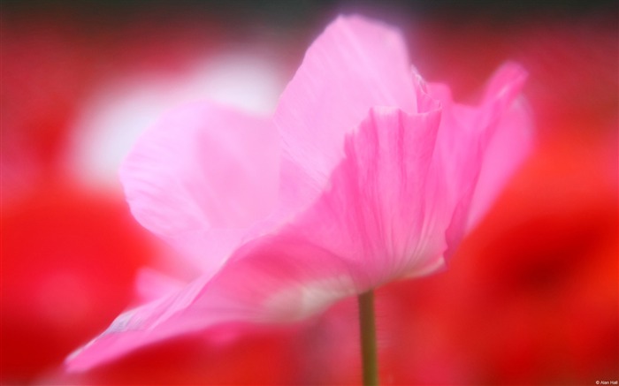 Rose bourgeon de pavot-De haute qualité HD fond d'écran Vues:8282