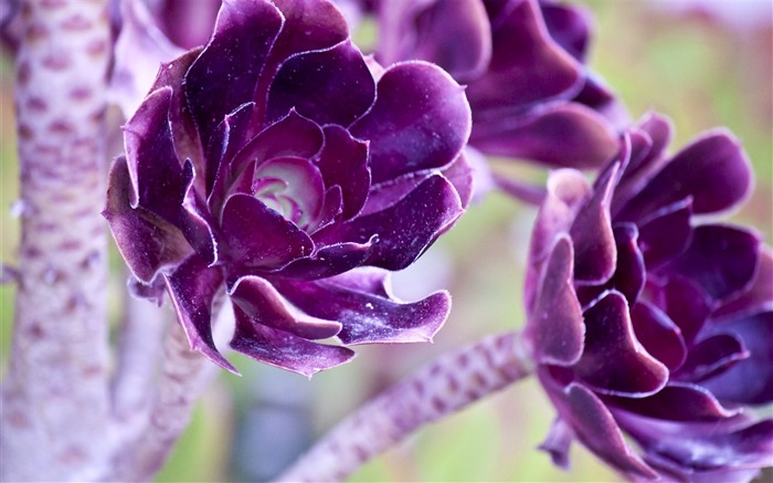 fleurs violettes-fleurs photographie fond d'écran Vues:8684