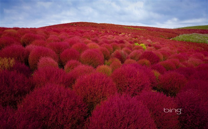 Papel pintado con pantalla ancha púrpura del tema del océano 2013-Bing Vistas:8289