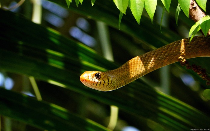 Rat Snake-escritorio de alta calidad de escritorio HD Vistas:7741