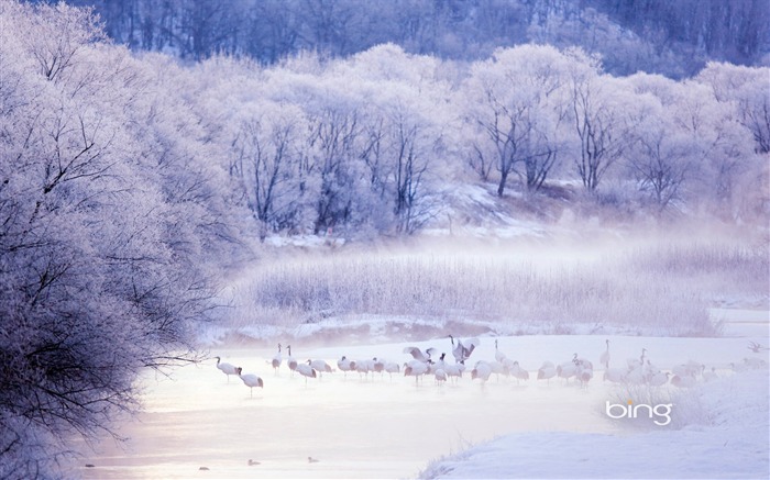 雪丹頂鶴-2013冰主題寬屏壁紙 查看次數:9848