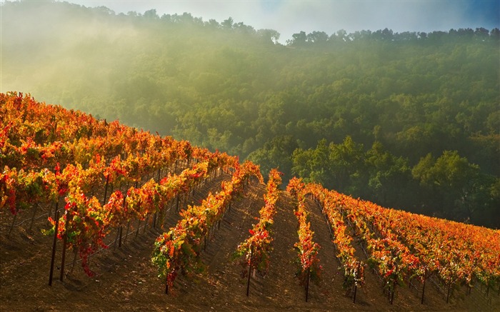 Papel de parede de fundo Vineyards-Scenery HD Visualizações:14067