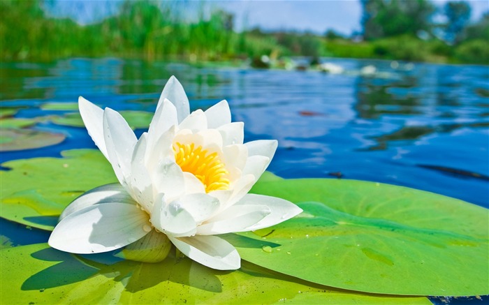 Fleur de lotus blanc dans l'eau-fleurs photographie fond d'écran Vues:15043