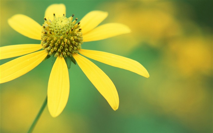 fleurs jaunes-fleurs photographie fond d'écran Vues:7920