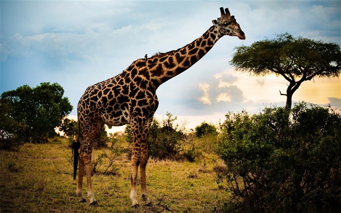 afrique girafe-Monde animal photographie fond d'écran Vues:10805