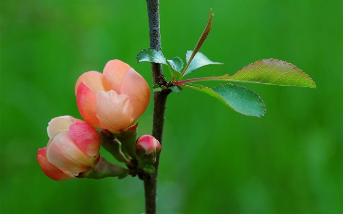 apple blossom-Plant Fondos de Escritorio Vistas:10595