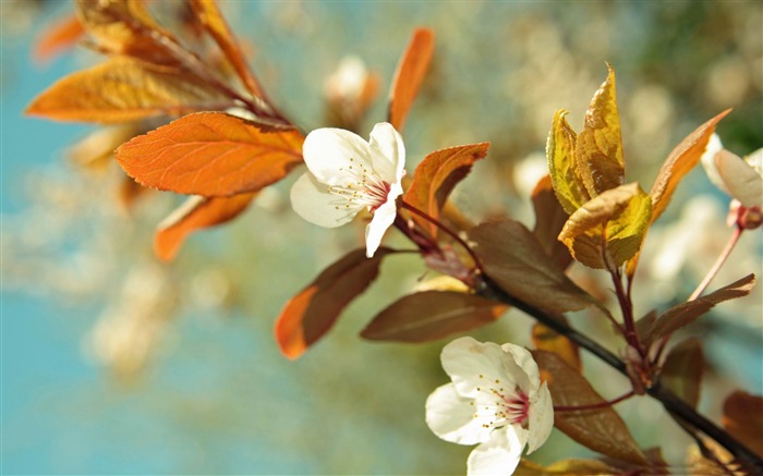 beautiful tree blossoms-Nature Landscape wallpaper Views:13920 Date:2013/4/21 0:54:03