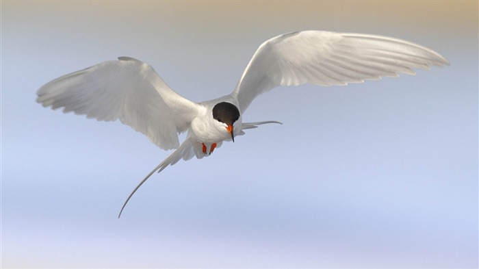 鳥カモメアジサシ空-野生動物スクリーンの壁紙 ブラウズ:8359