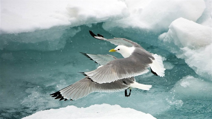 Kittiwakes de pernas pretas - Papéis de parede para animais do mundo animal Visualizações:8352