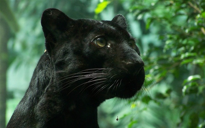 黒豹の山猫の紅葉-野生動物スクリーンの壁紙 ブラウズ:22516