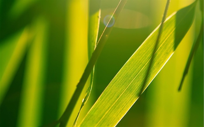 bright and green-Plant Desktop Wallpaper Views:8940 Date:2013/4/27 0:09:54