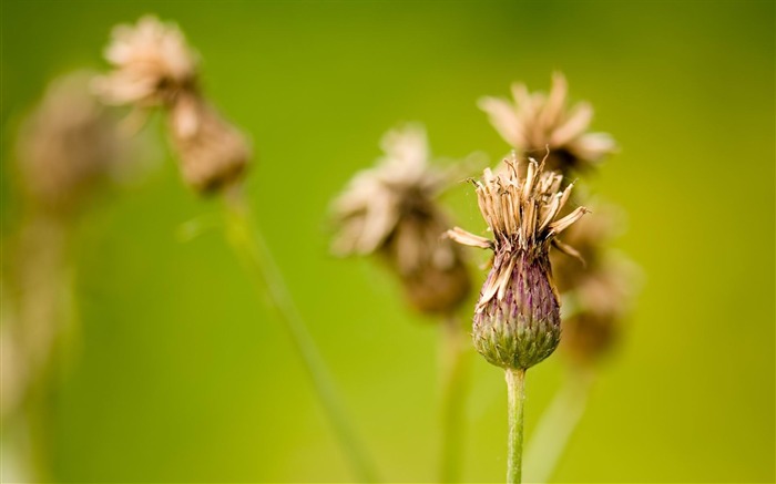 burdock-Plant Fondos de Escritorio Vistas:8815