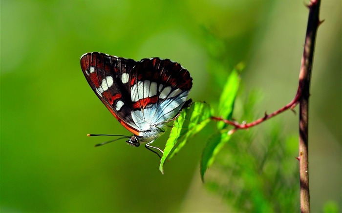 Papéis de parede de fotografia de mundo de borboleta-animal Visualizações:8554