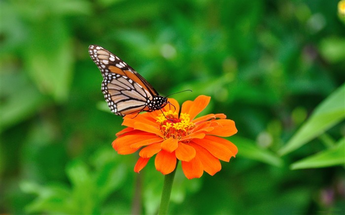 fondos de escritorio de fotografía de mariposas y flores Vistas:11122