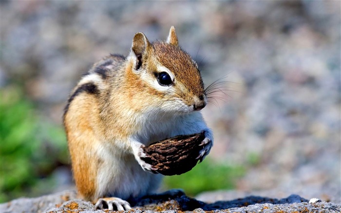 Chipmunk-Animal Papéis de parede de fotografia mundial Visualizações:11615