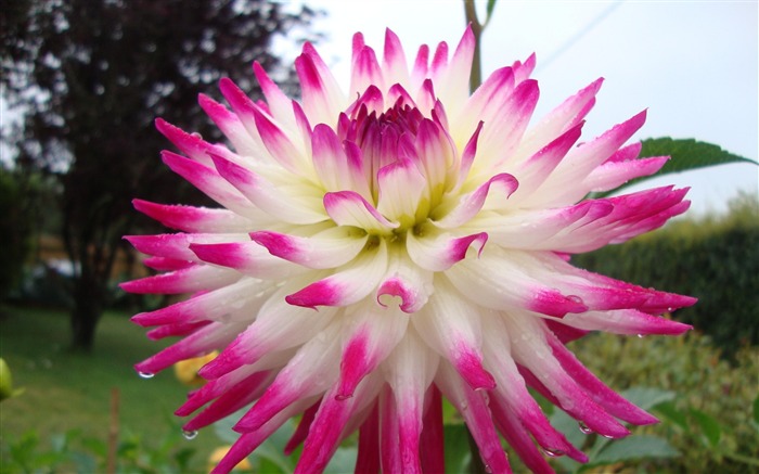 fleur de dahlia-Belles fleurs HD fonds d'écran Vues:12010