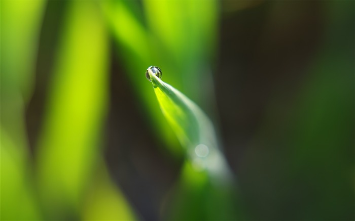 gota de rocío en la hoja de la planta Fondos de escritorio Vistas:7865