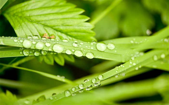 dewdrops on grass-Plant Desktop Wallpaper Views:8687 Date:2013/4/27 0:12:11