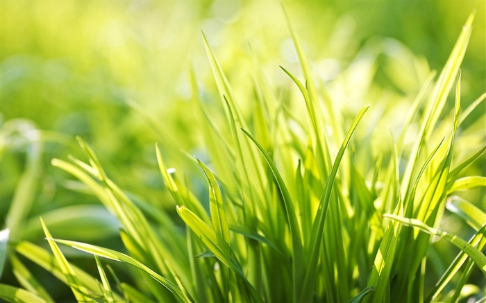 ever green grass-Plant Desktop Wallpaper Views:9765 Date:2013/4/27 0:13:20