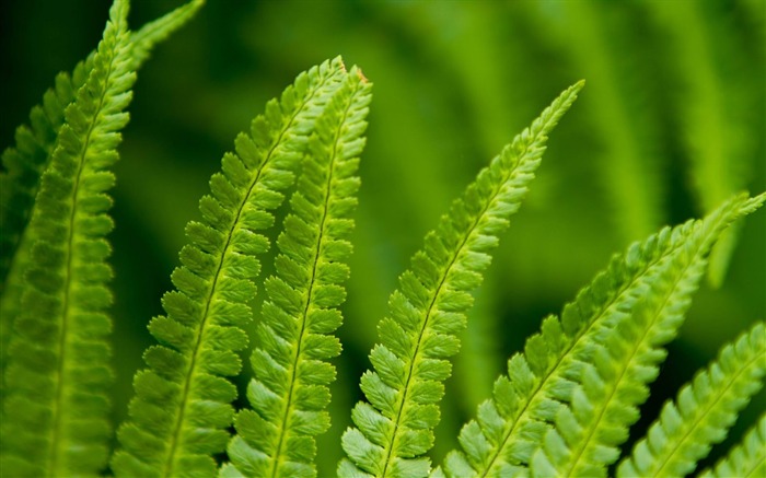 fern green-Plant Fondos de Escritorio Vistas:10507