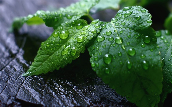 fresh mint leaves-Plant Desktop Wallpaper Views:13955 Date:2013/4/27 0:14:47