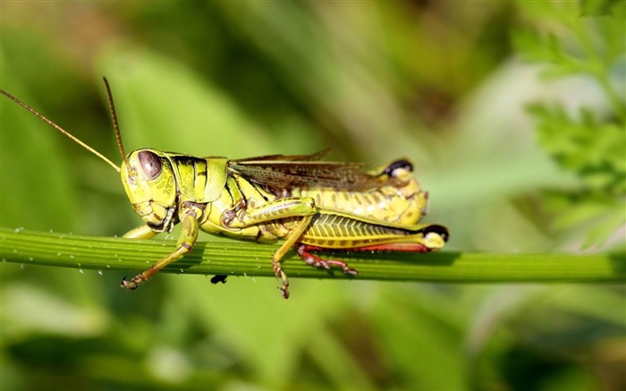 saltamontes-Mundo Animal fotografía fondos de pantalla Vistas:9429