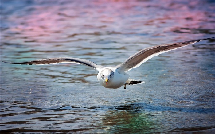 カモメ海面の鳥-野生動物スクリーンの壁紙 ブラウズ:7887