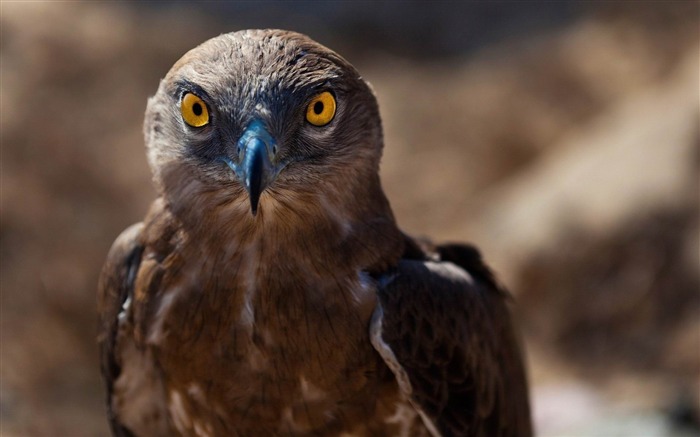 鷹鳥捕食者-野生動物スクリーンの壁紙 ブラウズ:8700