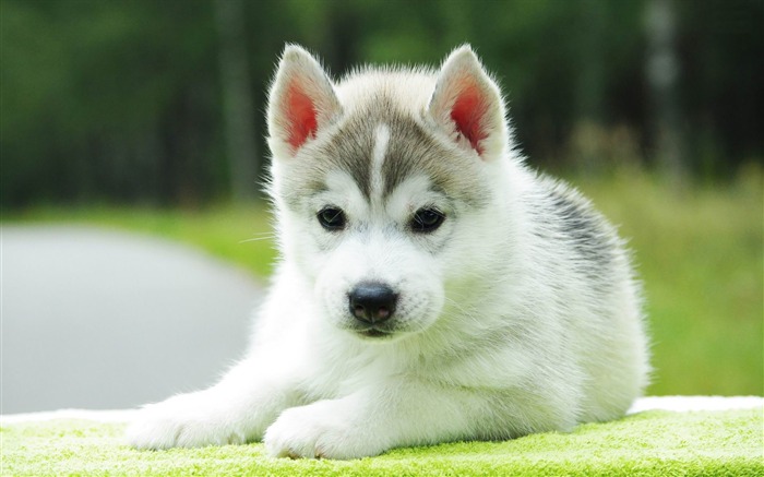 fondos de escritorio de fotografía de mundo de cachorro de husky Vistas:22149