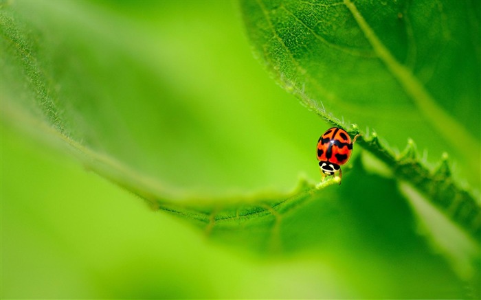 mariquita sobre una hoja verde-Fondos de fotografía de mundo animal Vistas:8040