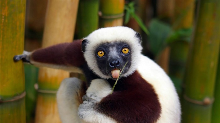 Lemur-Animal world photography wallpapers Visualizações:9218