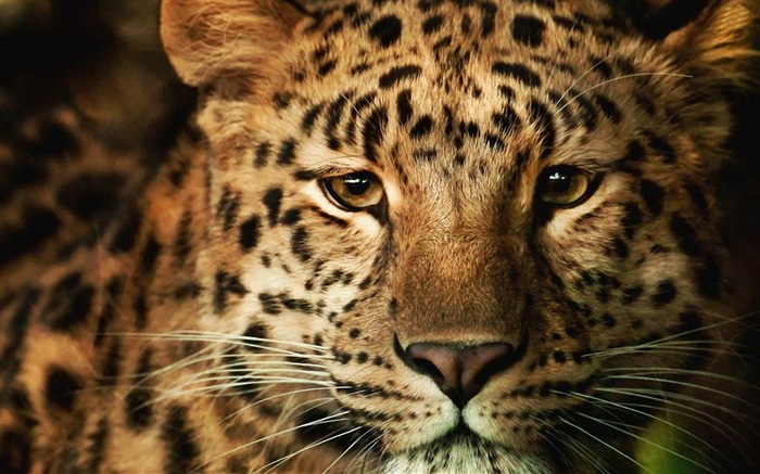 Papéis de parede do leopardo-Animal World Photography Visualizações:9345