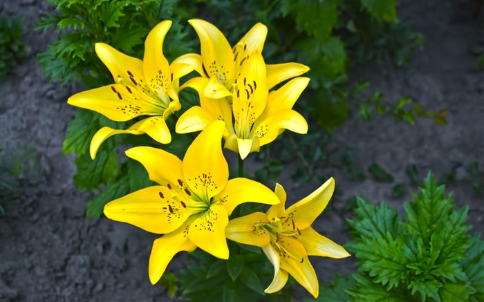 lilies yellow flower-Beautiful flowers HD wallpaper Vistas:10378