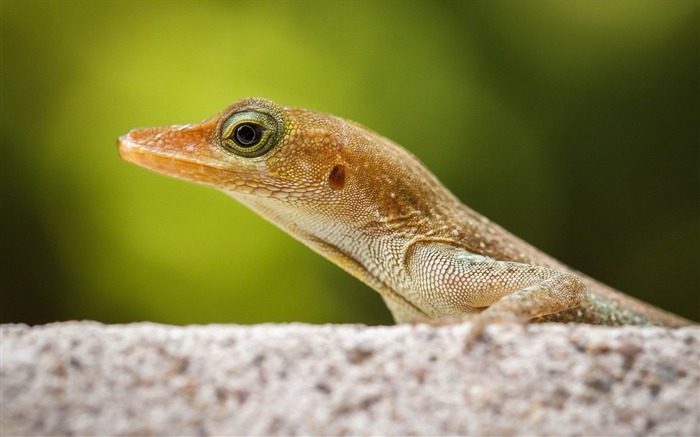 クローズアップトカゲ自然-野生動物スクリーンの壁紙 ブラウズ:7913