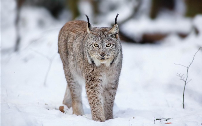 オオヤマネコオオカミ猫雪冬-野生動物スクリーンの壁紙 ブラウズ:34882