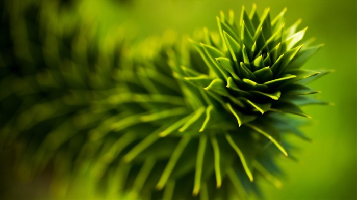 macro green cone-Plant Fondos de Escritorio Vistas:7723