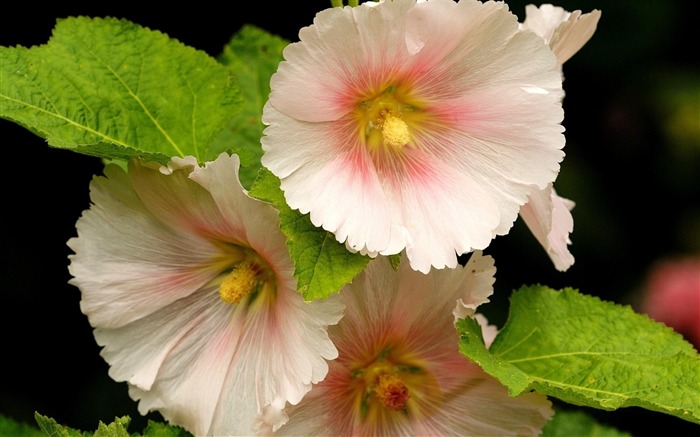 fleur mauve-Belles fleurs HD fonds d'écran Vues:8540