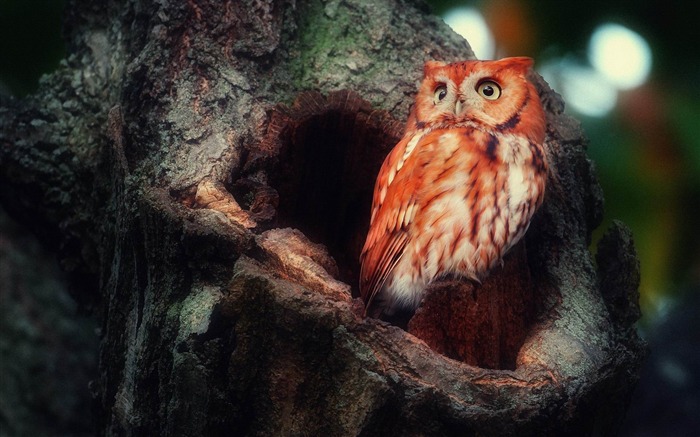 フクロウ赤い視界驚きツリー中空鳥-野生動物スクリーンの壁紙 ブラウズ:12080