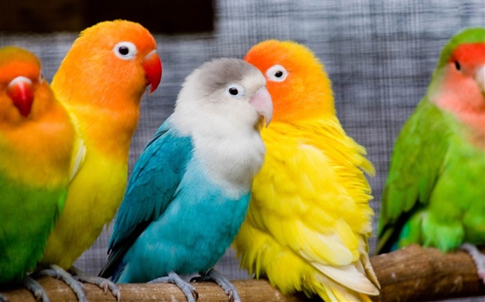 loros-animales mundo fotografía fondos de pantalla Vistas:11908