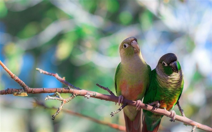 オウムの鳥支店座る-野生動物スクリーンの壁紙 ブラウズ:7931