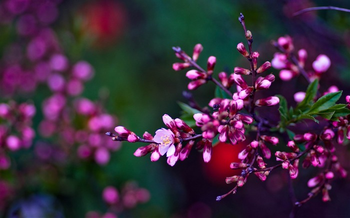 pink buds-Nature Landscape wallpaper Views:10524 Date:2013/4/21 0:48:30