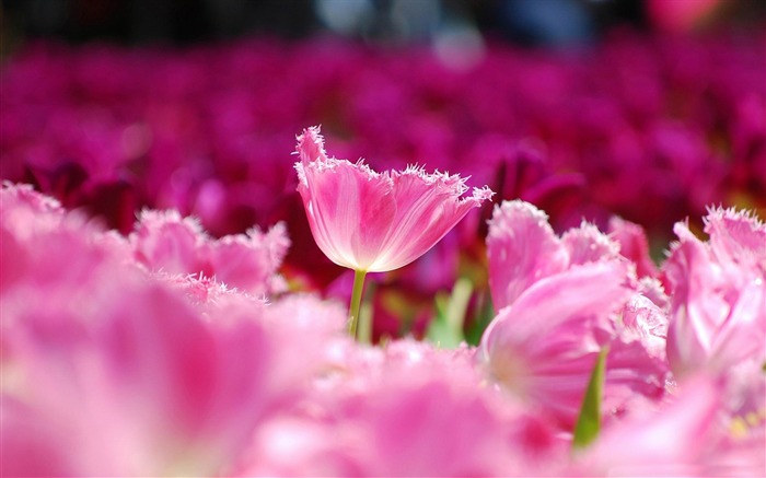 pink tulips-Nature Landscape wallpaper Views:15032 Date:2013/4/21 0:47:53