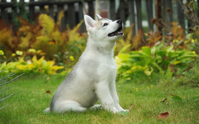 子犬のシベリアンハスキー犬-野生動物スクリーンの壁紙 ブラウズ:18359