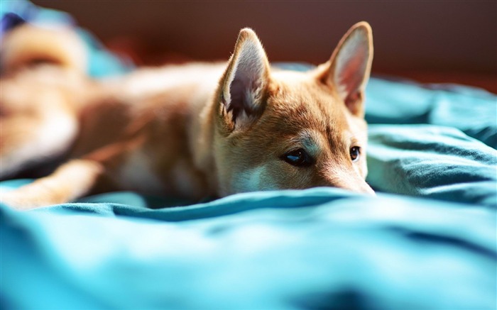 子犬の鼻の目ベッド-野生動物スクリーンの壁紙 ブラウズ:8095