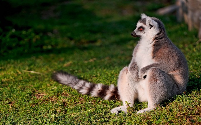 Lemagne de atadura de anel - Papéis de parede para animais do mundo animal Visualizações:9103