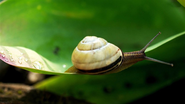 escargot-Monde animal photographie fond d'écran Vues:6957