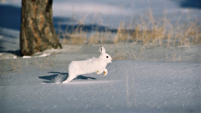 雪の木の齧歯類の毛皮のコートウサギ-野生動物スクリーンの壁紙 ブラウズ:7707